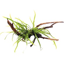 Javafarn Trident - Microsorum Trident Spiderwood ca. 15 x 8 x 14 cm