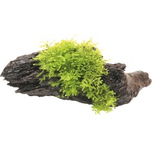 Décoration d''aquarium avec bois flotté et mousse