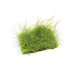 Nadelsimse - Eleocharis acicularis, Pad ca. 9 x 9 cm, Pflanzenmatte