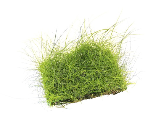 Scirpe épingle - Eleocharis acicularis, tapis env. 9 x 9 cm, tapis de plante Touffe d''herbe pour le jardin