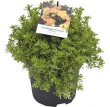 Potentille frutescente Potentilla fruticosa 'Bella Sol'® H 30-40 cm Co 4,5 L-thumb-1