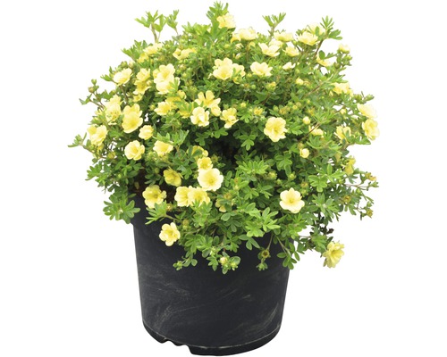 Potentille arbustive en pot avec des fleurs jaunes