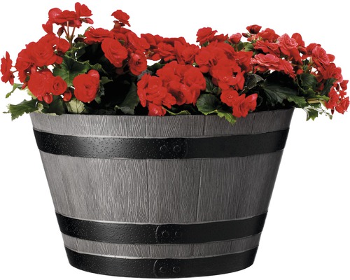 Pot de fleurs en forme de tonneau en bois avec des bégonias rouges