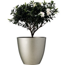 Gartenia-Pflanze mit weißen Blüten in silberfarbenem Topf