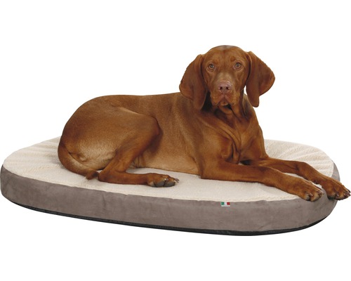 Chien allongé sur un lit ovale pour chien