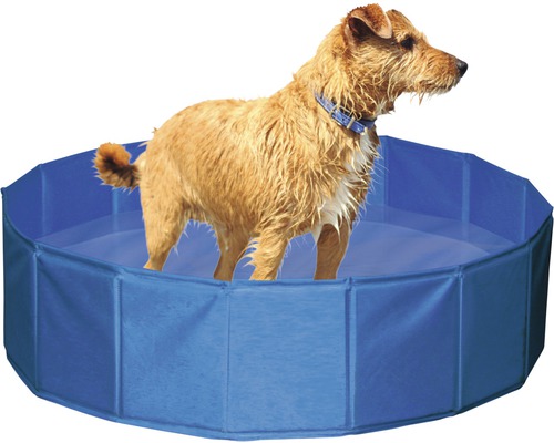 Chien dans une piscine bleue pour chiens
