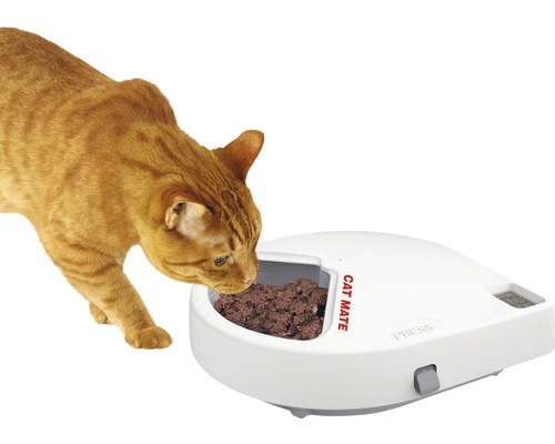 Chat mange dans un distributeur automatique de nourriture