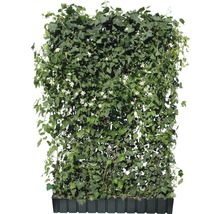 Haie prête à l''emploi avec plantes grimpantes et fleurs blanches en pot