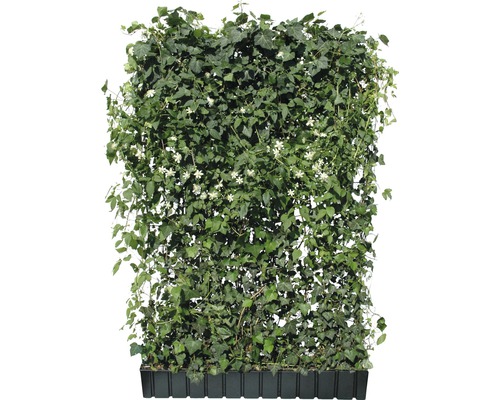 Haie pare-vue lierre Helix avec clématite blanche h180xl120 cm Haie pare-vue lierre Helix avec clématite blanche h180xl120 cm