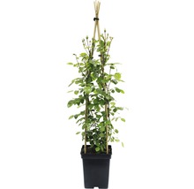 Kletterrose mit Rankhilfe in einem Topf