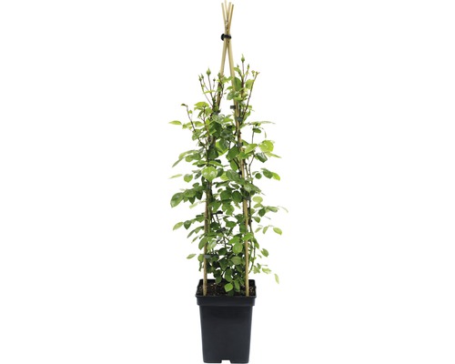 Kletterrose mit Rankhilfe in einem Topf