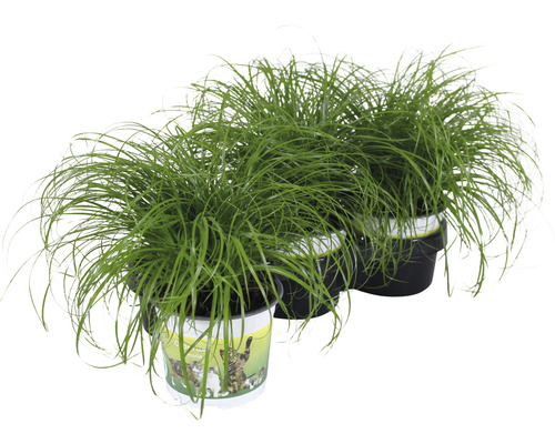 3 x herbe à chat 'Zumula' PetSnack Cyperus alternifolius 'Zumula' h 15-25 cm pot Ø 12 cm pour oiseaux, rongeurs, reptiles et chats