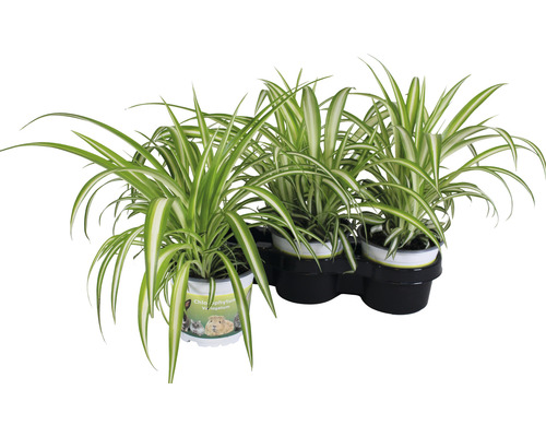 Drei Grünlilien in Töpfen