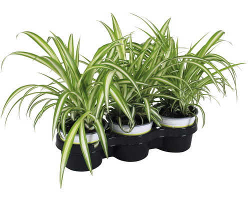 3 x Grünlilie PetSnack Chlorophytum comosum H 20-25 cm Ø 12 cm Topf für Vögel, Nager, Reptilien und Katze