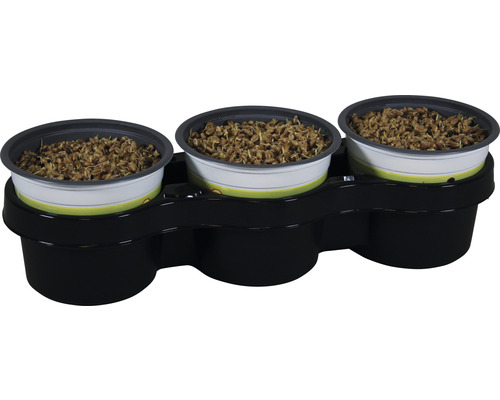 3 x Futterweizen Weichweizen Katzengras PetSnack Triticum aestivum H 15-17 cm Ø 12 cm Topf für Vögel, Nager, Reptilien und Katze