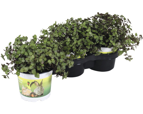Plante ornementale en pots