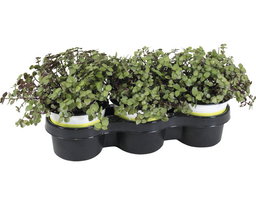 3 x callisie rampante PetSnack Callisia repens h 15-17 cm pot Ø 12 cm pour oiseaux, rongeurs, reptiles et chats