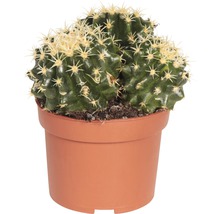 Kaktus FloraSelf Echinocactus H 10,5-11,5 cm pot Ø 10,5 cm assorti-thumb-2