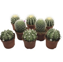 Kaktus FloraSelf Echinocactus H 10,5-11,5 cm pot Ø 10,5 cm assorti-thumb-0