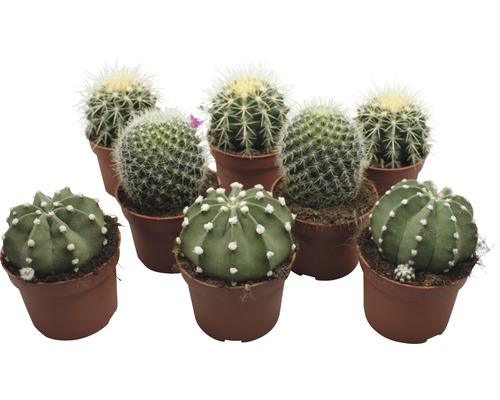 Kaktus FloraSelf Echinocactus H 10,5-11,5 cm pot Ø 10,5 cm assorti-0