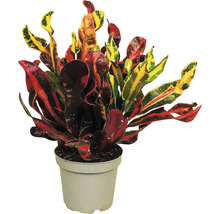 Plante d''intérieur Croton en pot