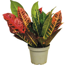 Croton plante d'intérieur en pot