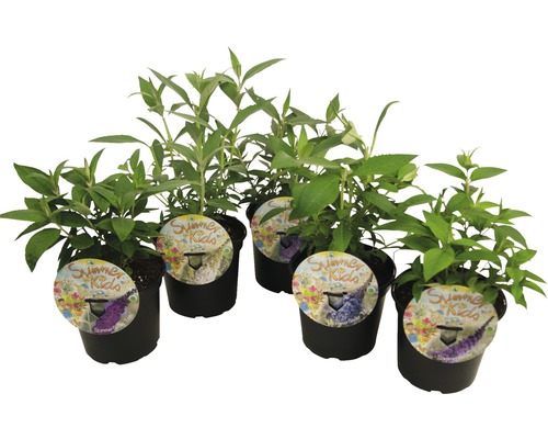 Mélange d'arbre à papillon Buddleja davidii 'Summer Kids'® h 25-30 cm Co 3 l assortiment de couleurs aléatoire