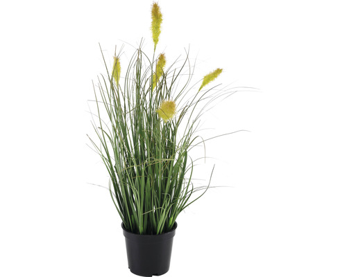 Dekorative Grasbusch Pflanze im Topf