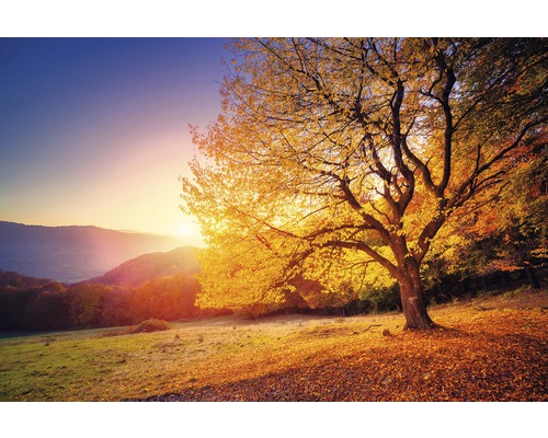 Tableau sur toile Goldentree 150x100 cm Tableau sur toile Goldentree 150x100 cm