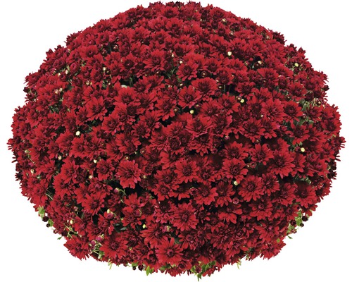 Chrysanthème boule Ø 55+ cm FloraSelf Chrysanthemum indicum Ø 19 cm diamètre de la plante env. 55 cm sélection aléatoire de variétés