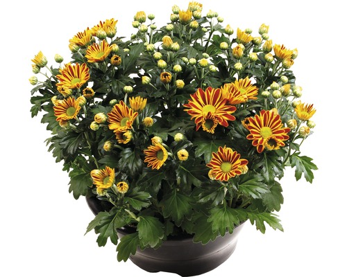 Chrysanthème FloraSelf Chrysanthemum indicum 'Hoi Hoi' pot Ø 23 cm