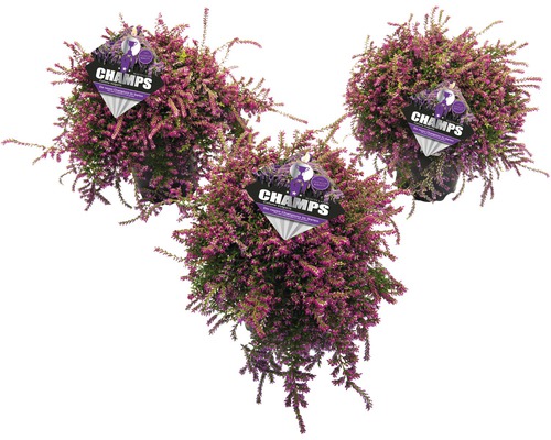 Callunes suspendues FloraSelf Calluna vulgaris Beauty Ladies 'Champs' Ø 14 cm pot