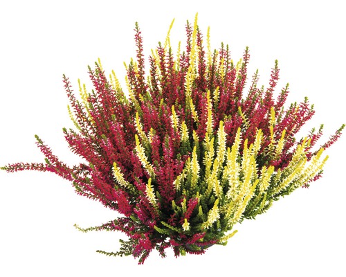 Callune avec fleurs rouges et jaunes