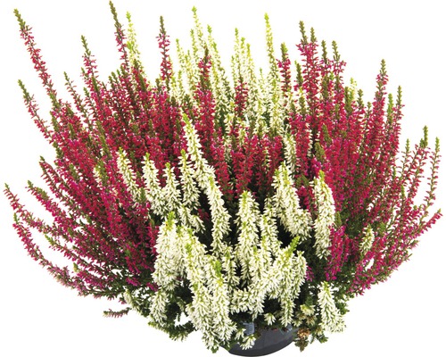 Callune avec fleurs rouges et blanches en pot