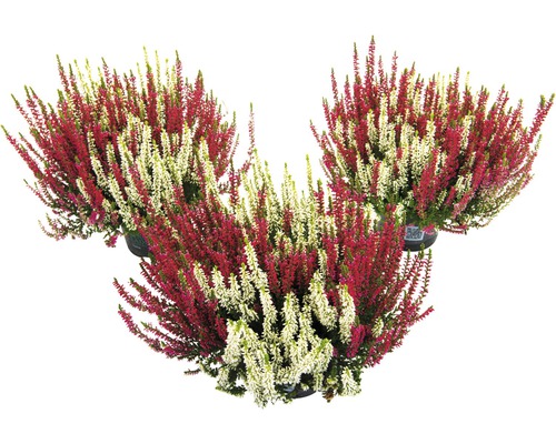 Trois plantes de bruyère en pots