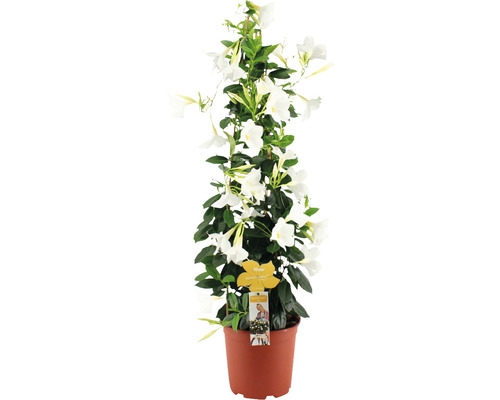 Dipladénia, Dipladénia de Sander pyramide FloraSelf Dipladenia mandevilla 'Summerstar' hauteur totale env. 90 cm Ø 21 cm pot blanc Dipladénia, Dipladénia de Sander pyramide FloraSelf Dipladenia mandevilla 'Summerstar' hauteur totale env. 90 cm Ø 21 cm pot blanc