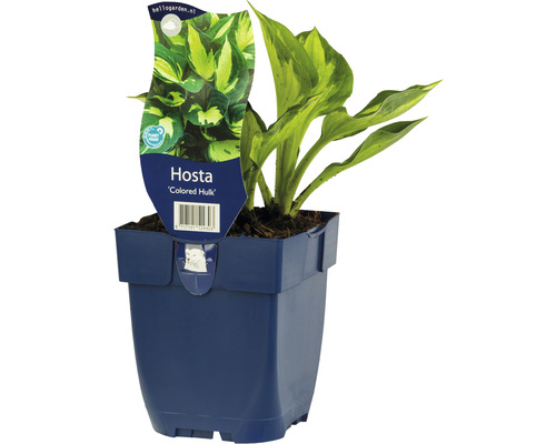 6 x hosta Funkie moyenne avec marge verte « Colored Hulk » h 5-40 cm Co 0,5 L Hosta ''Colored Hulk'' en pot