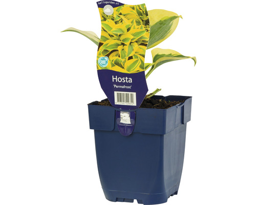 Hosta de taille moyenne à bordure jaune FloraSelf Hosta 'Permafrost' h 5-40 cm Co 0,5 l