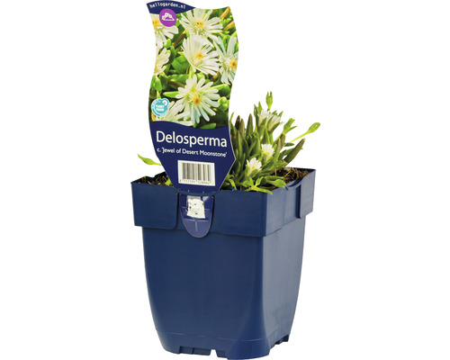 Pourpier de Cooper FloraSelf Delospermum cooperi « Jewel of Desert Moon » h 5-10 cm Co 0,5 l