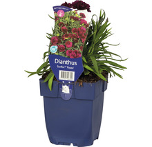 Oeillet Sunflor ''Paseo'' en pot
