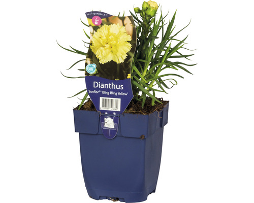 Garten-Nelke FloraSelf Dianthus 'Sunflor® 'Yellow Bling Bling' H 5-30 cm Co 0,5 L Dianthus Sunflor ''Bling Bling Yellow'' in einem Topf