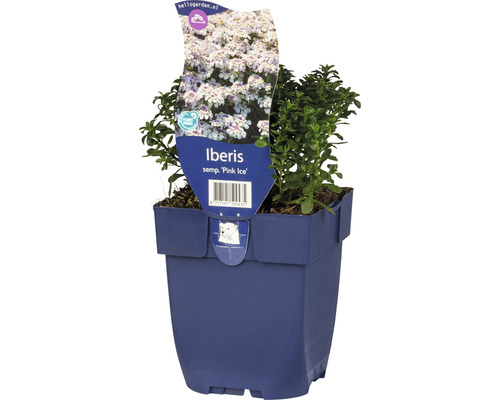 Corbeille d'argent FloraSelf Iberis sempervierens 'Pink Ice' h 5-15 cm Co 0,5 l Ibéris vivace ''Pink Ice'' en pot