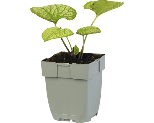Pétale en pot