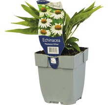 Échinacée blanche Echinacea 'Meditation White' ® h 5-50 cm Co 0,5 l-thumb-0