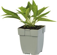 Échinacée blanche Echinacea 'Meditation White' ® h 5-50 cm Co 0,5 l-thumb-1