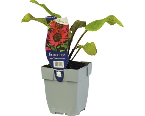 Échinacée rose Echinacea purpurea 'Fatal Attraction' h 5-50 cm Co 0,5 l