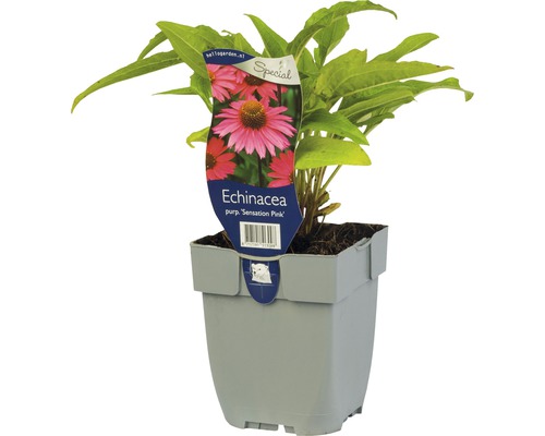 Échinacée magenta Echinacea ‘Sensation Pink‘ ® h 5-40 cm Co 0,5 l