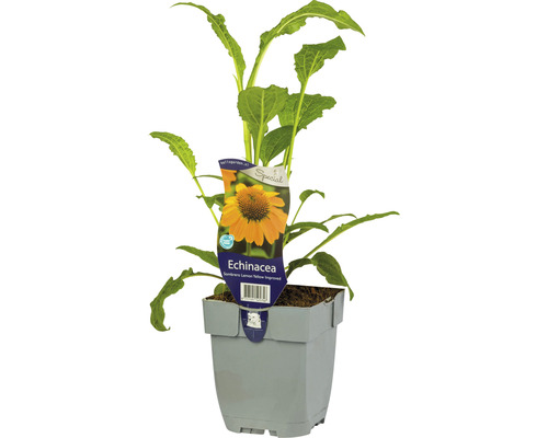 Échinacée jaune Echinacea purpurea 'Sombrero Lemon Yellow' h 5-20 cm Co 0,5 l Plante d''échinacée en pot