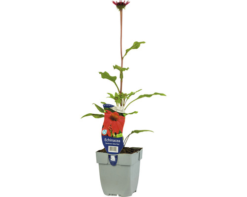 Échinacée rouge Echinacea purpurea 'Sombrero Salsa Red' h 5-50 cm Co 0,5 l