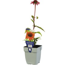 Échinacée orange Echinacea purpurea 'Sun Seekers Bright Orange'® h 5-50 cm Co 0,5 l-thumb-0